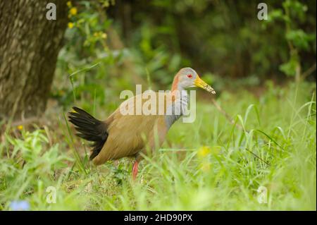 Oiseaux en liberté et dans leur environnement de l'Uruguay. Banque D'Images