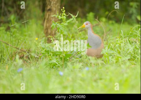 Oiseaux en liberté et dans leur environnement de l'Uruguay. Banque D'Images