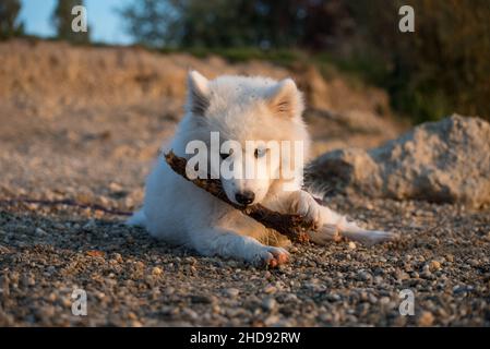 Le chiot de Samoyed joue avec son bâton au bord d'un lac.Le chien de bébé repose sur le gravier et des ragoûts sur son bâton. Banque D'Images