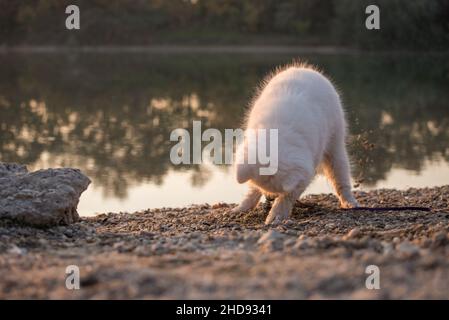 Le chiot Samoyed se tient au bord d'un lac et creuse un trou dans le sable avec ses pattes.Le petit chien blanc sur le banc de gravier est embrassé par le réglage Banque D'Images