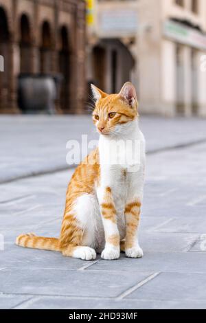 Magnifique chat errant dans la rue Banque D'Images