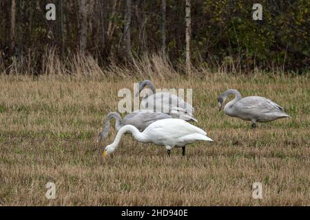 Une famille de Whooper Swan sur un terrain Banque D'Images