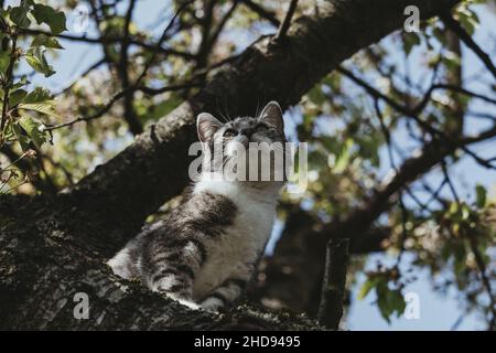 Observation de chats domestiques depuis un arbre Banque D'Images