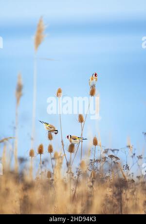 Très beau goldfinch assis sur un chardon, la meilleure photo Banque D'Images