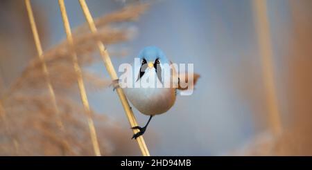 Belle scène de nature avec Bearded Parrotbill Panurus , la meilleure photo. Banque D'Images