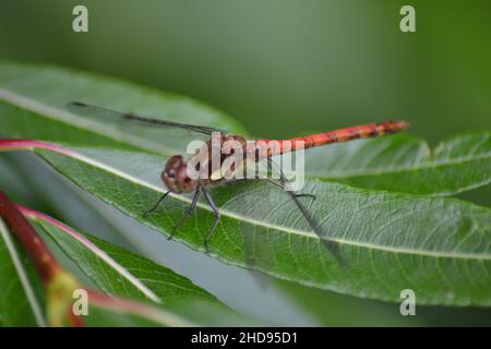 Gros plan d'une grosse mouche rouge sur des feuilles vertes dans un champ avec un arrière-plan flou Banque D'Images