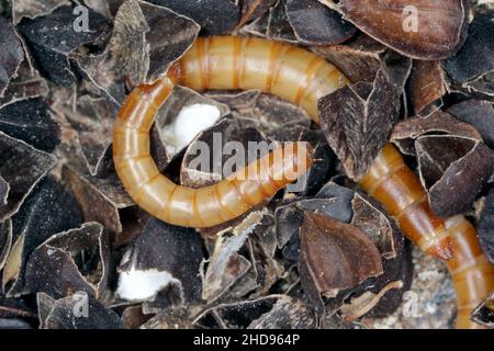 Les méalvers sont la forme larvaire du dendroctone du méalvers, Tenebrio molitor, une espèce de dendroctone du dendroctone du grain et des produits céréaliers, ainsi que de la maison. Banque D'Images