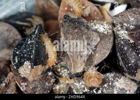 Le dendroctone du khapra (Trogoderma granarium) sur les graines de sarrasin.Parasite de la famille Dermestidae du grain entreposé. Banque D'Images