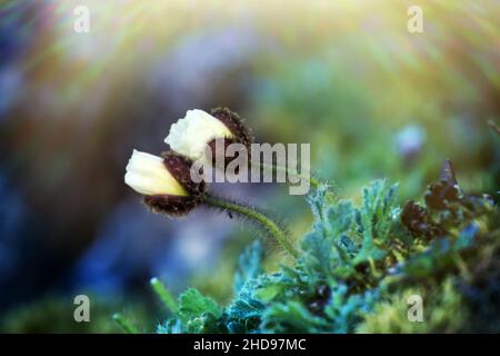 La fleur la plus septentrionale du monde.Pavot arctique (Papaver radicatum).Seules les plantes amèrement froides, adaptées à l'climat, poussent près du pôle Nord, des écosystèmes arctiques, Banque D'Images