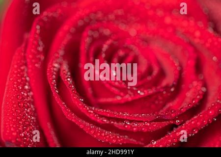 Photo macro d'une rose rouge recouverte de gouttelettes d'eau Banque D'Images