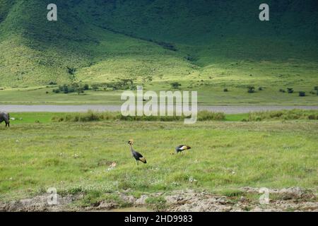 Deux grues noires à couronne dans le cratère de Ngorongoro, Tanzanie 2021 Banque D'Images