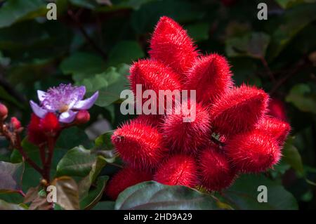 Le fruit rouge de la Bixa orellana, également connu sous le nom d'achiote ou de rouge à lèvres au Costa Rica, en Amérique centrale. Banque D'Images