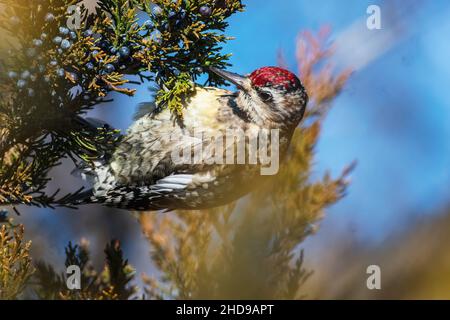 La femelle sapsucker à ventre jaune se meut dans le cèdre rouge de l'est Banque D'Images