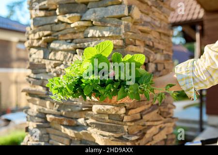 Gros plan du panier avec récolte fraîchement cueillie d'herbes aromatiques vertes épicées dans la main de la femme Banque D'Images