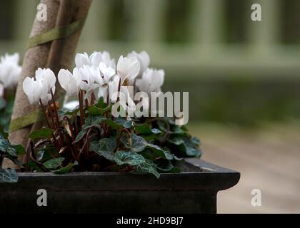 groupe de fleurs de cyclamen blanc dans un pot de jardin en bois copier l'espace à droite flou arrière-plan pour le texte sur la pose Banque D'Images