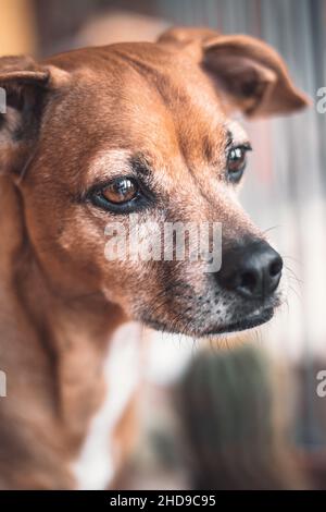 Adorable Pinscher allemand brun Banque D'Images