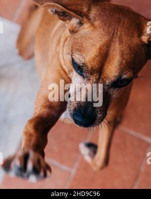 Adorable Pinscher allemand brun Banque D'Images