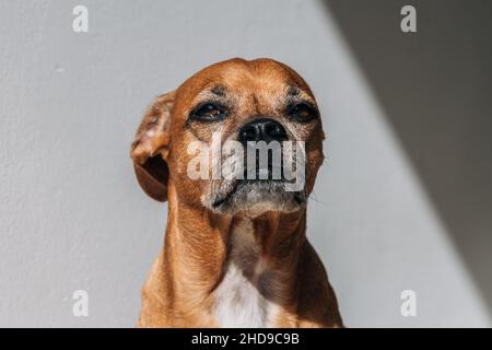 Un adorable Pinscher allemand brun Banque D'Images