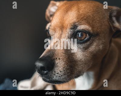 Adorable Pinscher allemand brun Banque D'Images