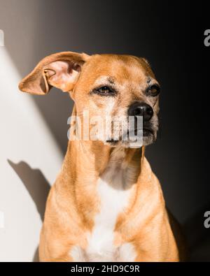 Adorable Pinscher allemand brun Banque D'Images