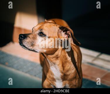 Adorable Pinscher allemand brun Banque D'Images