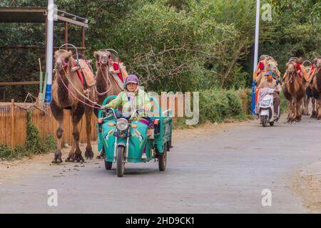 DUNHUANG, CHINE - 20 AOÛT 2018 : les habitants apportent des chameaux de la Dune de Sables de chant, près de Dunhuang, province de Gansu, Chine Banque D'Images
