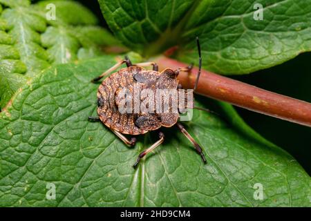 Gros plan d'un insecte brun marmoré sur une feuille dans un jardin Banque D'Images