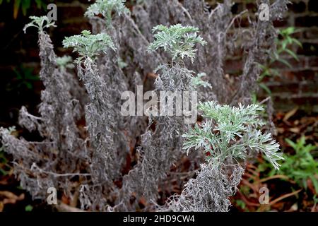 Artemisia ‘Château de Powis’ Wormwood Château de Powys - feuillage argenté, décembre, Angleterre, Royaume-Uni Banque D'Images