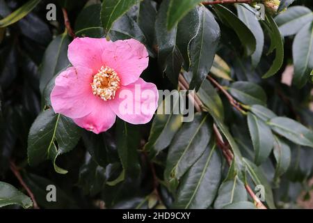 Camellia japonica ‘Kingyo-tsubaki’ Camellia Kingyo Tsubaki Fishtail Camellia – rose en forme de tasse fleur simple avec nervures rose foncé, décembre, Angleterre, Banque D'Images