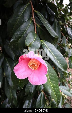 Camellia japonica ‘Kingyo-tsubaki’ Camellia Kingyo Tsubaki Fishtail Camellia – rose en forme de tasse fleur simple avec nervures rose foncé, décembre, Angleterre, Banque D'Images