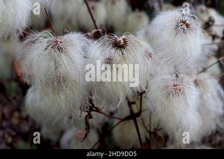 Clematis serratifolia Korean clematis – têtes de graines rondes blanches et moelleuses, décembre, Angleterre, Royaume-Uni Banque D'Images