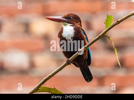 kingfisher à gorge blanche reposant sur un arbre Banque D'Images