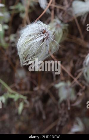 Clematis tangutica blematis dorés – têtes de graines molletonnées blanches gris et jaune pâle vert, décembre, Angleterre, Royaume-Uni Banque D'Images