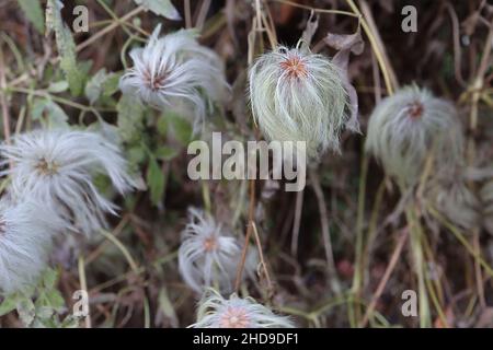 Clematis tangutica blematis dorés – têtes de graines molletonnées blanches gris et jaune pâle vert, décembre, Angleterre, Royaume-Uni Banque D'Images