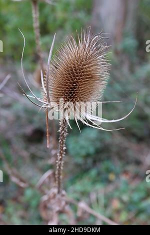 Dipsacus fullonum la cuillère à café de Fuller – buff des actes ovoïdes sur des tiges de bouffe vrillée, décembre, Angleterre, Royaume-Uni Banque D'Images