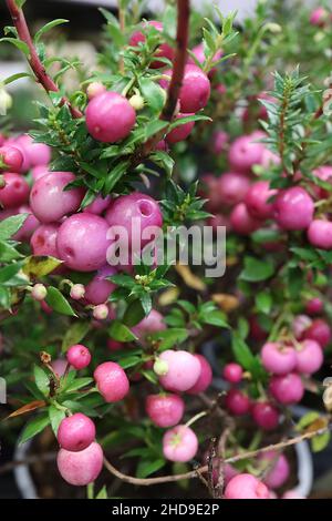 Gaultheria mucronata «rosea» Pernettya mucronata rosea rickly Heath – grappes denses de baies roses profondes et de petites feuilles vertes riches, décembre, Royaume-Uni Banque D'Images