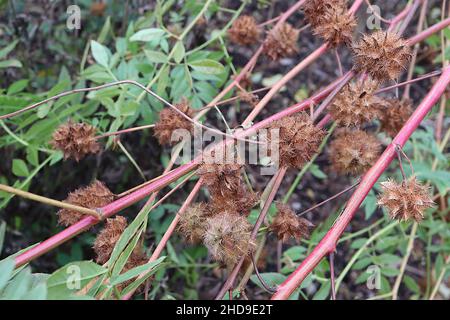 Glycyrrhiza yunnanensis licorice du Yunnan – têtes de graines brunes à pointes sphériques, décembre, Angleterre, Royaume-Uni Banque D'Images