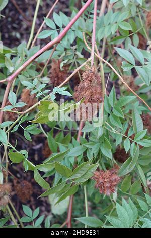 Glycyrrhiza yunnanensis licorice du Yunnan – têtes de graines brunes à pointes sphériques, décembre, Angleterre, Royaume-Uni Banque D'Images