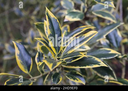 Ilex aquifolium «Aurifodina» houx Aurifodina – feuilles brillantes vert foncé à pointe épineuse, décembre, Angleterre, Royaume-Uni Banque D'Images