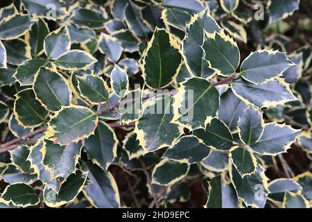 Ilex aquafolium «Rubricaulis Aurea» Holly Rubricaulis Aurea – feuilles vert foncé avec marges crème, branches violet foncé, décembre, Angleterre, Royaume-Uni Banque D'Images