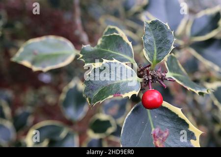 Ilex aquafolium «Rubricaulis Aurea» Holly Rubricaulis Aurea – baies rouges brillantes et feuilles vertes foncées ovées brillantes avec marges de crème, décembre, Royaume-Uni Banque D'Images