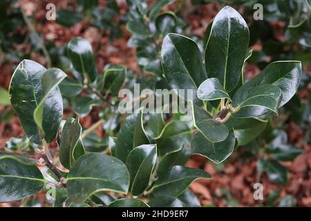 Ilex aquafolium ‘Scotica’ Holly Scotica – feuilles vert foncé à bordure brillante avec pointe épineuse, décembre, Angleterre, Royaume-Uni Banque D'Images