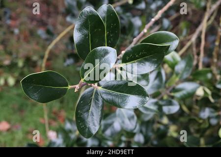 Ilex aquafolium ‘Scotica’ Holly Scotica – feuilles vert foncé à bordure brillante avec pointe épineuse, décembre, Angleterre, Royaume-Uni Banque D'Images