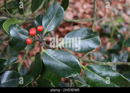 Ilex aquafolium ‘scotica’ Holly Scotica – baies rouges brillantes et feuilles vert foncé à bordure brillante avec pointe épineuse, décembre, Angleterre, Royaume-Uni Banque D'Images