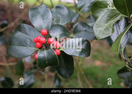 Ilex aquafolium ‘scotica’ Holly Scotica – baies rouges brillantes et feuilles vert foncé à bordure brillante avec pointe épineuse, décembre, Angleterre, Royaume-Uni Banque D'Images