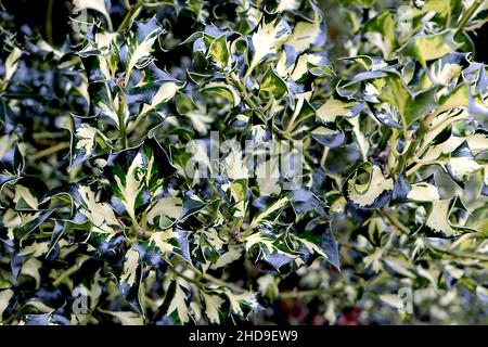 Ilex aquafolium ‘Silver Milkmaid’ Holly Silver Milkmaid – feuilles de vert foncé à variegated torsadées avec blotch blanc crème central, décembre, Angleterre, Royaume-Uni Banque D'Images