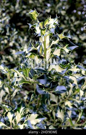 Ilex aquafolium ‘Silver Milkmaid’ Holly Silver Milkmaid – feuilles de vert foncé à variegated torsadées avec blotch blanc crème central, décembre, Angleterre, Royaume-Uni Banque D'Images