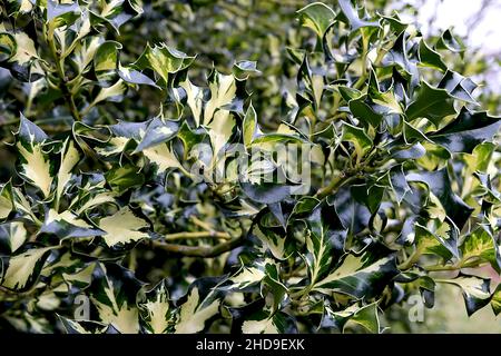 Ilex aquafolium ‘Silver Milkmaid’ Holly Silver Milkmaid – feuilles de vert foncé à variegated torsadées avec blotch blanc crème central, décembre, Angleterre, Royaume-Uni Banque D'Images