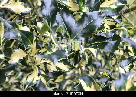 Ilex aquafolium ‘Silver Milkmaid’ Holly Silver Milkmaid – feuilles de vert foncé à variegated torsadées avec blotch blanc crème central, décembre, Angleterre, Royaume-Uni Banque D'Images