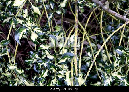 Ilex aquafolium ‘Silver Milkmaid’ Holly Silver Milkmaid – feuilles de vert foncé à variegated torsadées avec blotch blanc crème central, décembre, Angleterre, Royaume-Uni Banque D'Images